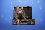 domestic cat