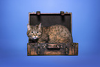 domestic cat