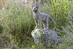 Russian-Blue-cross