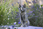Russian-Blue-cross