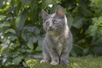 Russian-Blue-cross