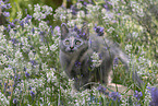 Russian-Blue-cross