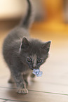 Russian-Blue-cross