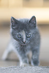 Russian-Blue-cross