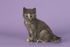Russian-Blue-cross
