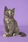 Russian-Blue-cross