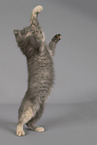 Russian-Blue-cross