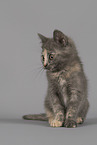 Russian-Blue-cross