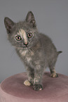 Russian-Blue-cross
