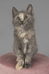 Russian-Blue-cross