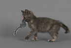 Russian-Blue-cross