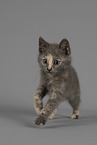 Russian-Blue-cross