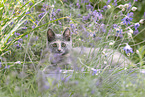 Russian-Blue-cross