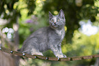 Russian-Blue-cross