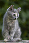 Russian-Blue-cross