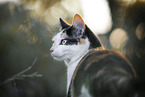 cat