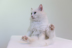 white cat