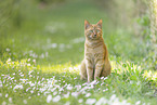 domestic cat