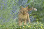 domestic cat