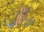 domestic cat