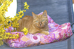 domestic cat
