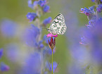 western marbled white