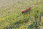 domestic cat