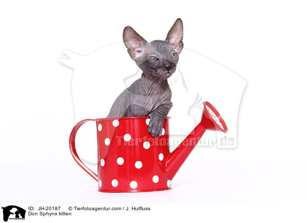 Don Sphynx kitten / JH-20187