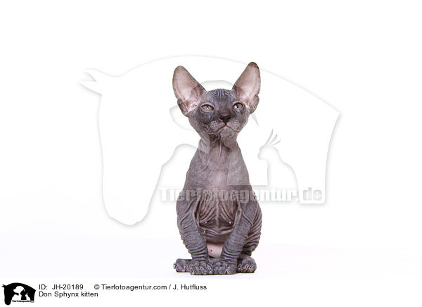 Don Sphynx kitten / JH-20189