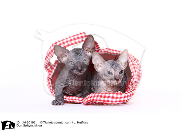 Don Sphynx Ktzchen / Don Sphynx kitten / JH-20193