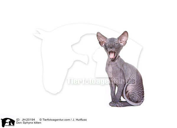 Don Sphynx kitten / JH-20194