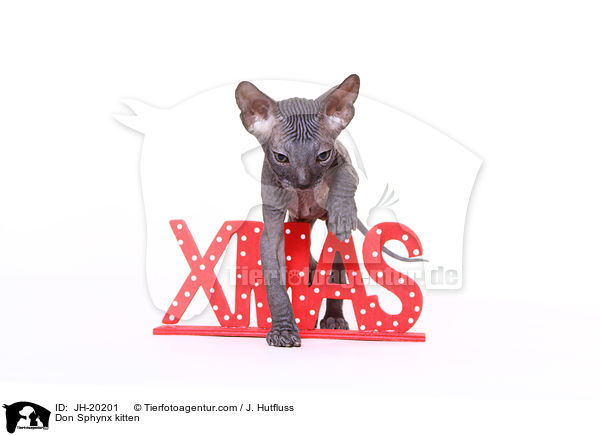 Don Sphynx Ktzchen / Don Sphynx kitten / JH-20201