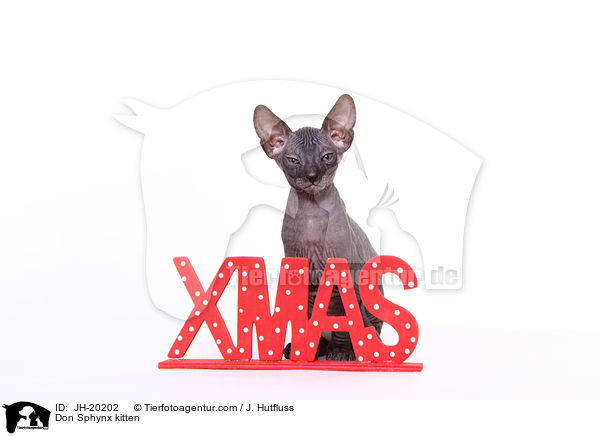Don Sphynx Ktzchen / Don Sphynx kitten / JH-20202
