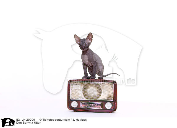 Don Sphynx Ktzchen / Don Sphynx kitten / JH-20209