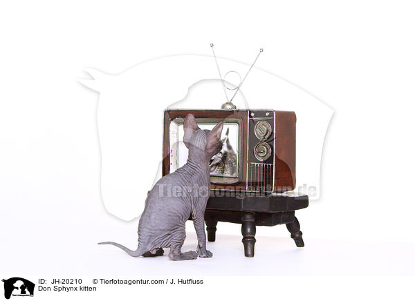 Don Sphynx Ktzchen / Don Sphynx kitten / JH-20210