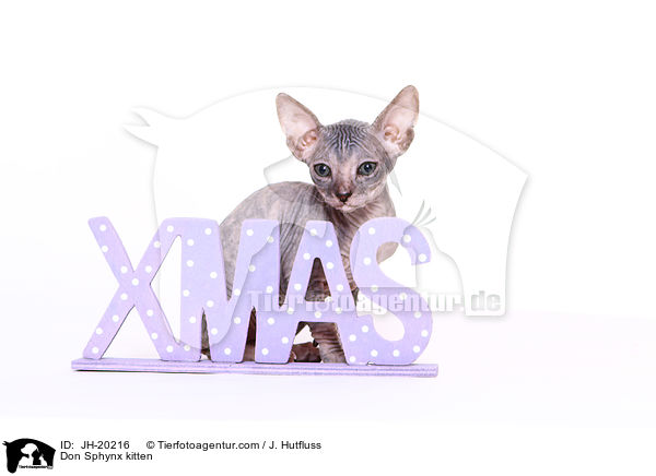Don Sphynx kitten / JH-20216