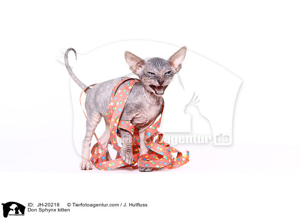Don Sphynx kitten / JH-20218
