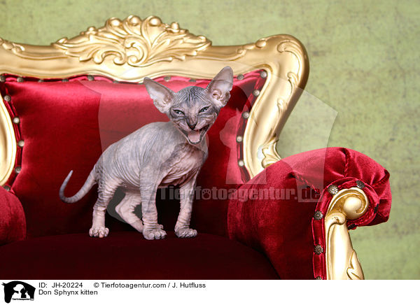 Don Sphynx kitten / JH-20224