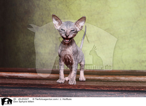 Don Sphynx kitten / JH-20227