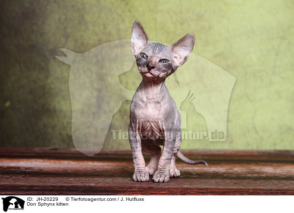 Don Sphynx kitten / JH-20229