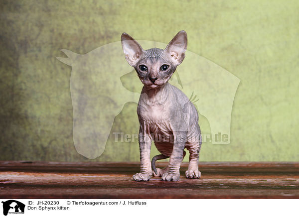 Don Sphynx kitten / JH-20230