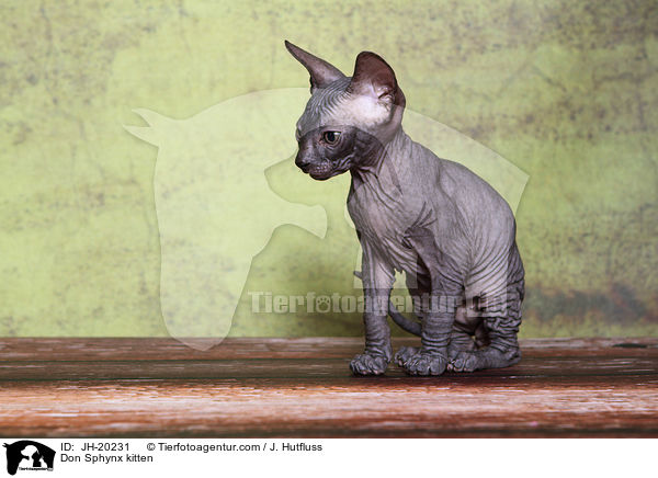 Don Sphynx kitten / JH-20231