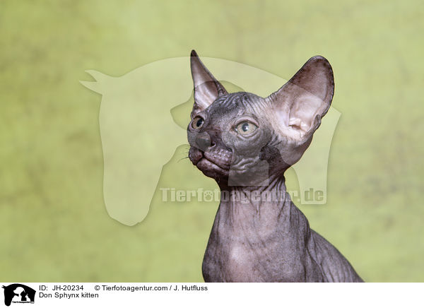 Don Sphynx kitten / JH-20234