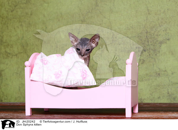 Don Sphynx kitten / JH-20242
