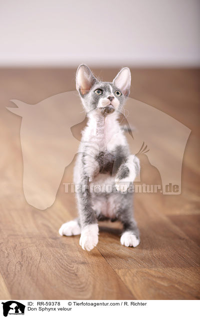 Don Sphynx velour / RR-59378
