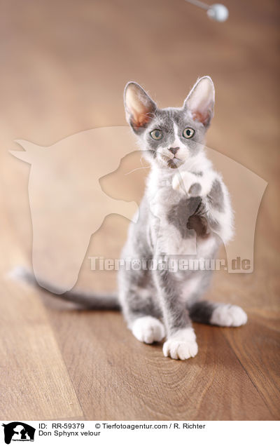 Don Sphynx velour / RR-59379