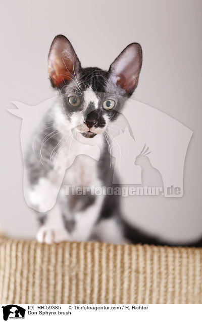 Don Sphynx brush / RR-59385