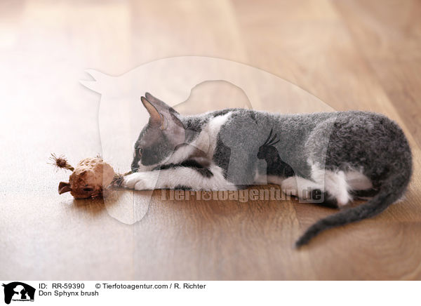Don Sphynx brush / Don Sphynx brush / RR-59390