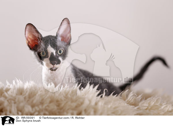 Don Sphynx brush / Don Sphynx brush / RR-59391