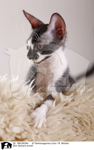 Don Sphynx brush / Don Sphynx brush / RR-59394